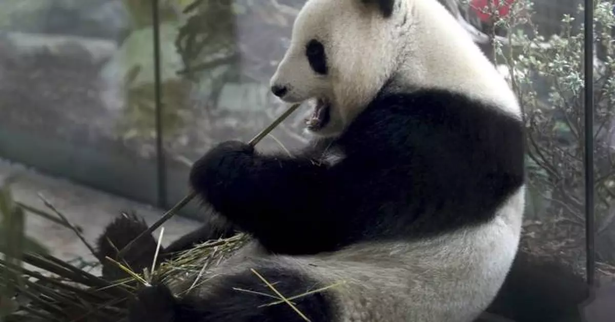 The Berlin Zoo is hoping for more German-born giant pandas as scans confirm a pregnancy