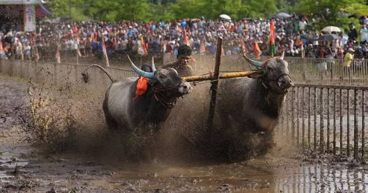 AP PHOTOS: An oxen race in a small Indian farming village draws passionate crowds