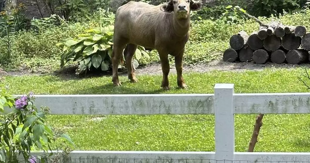 Water buffalo corralled days after it escaped in Iowa suburb and was shot by police