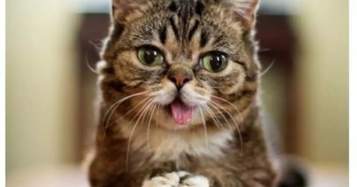 Lil Bub Solana Makes the Largest Donation in the Charity's History