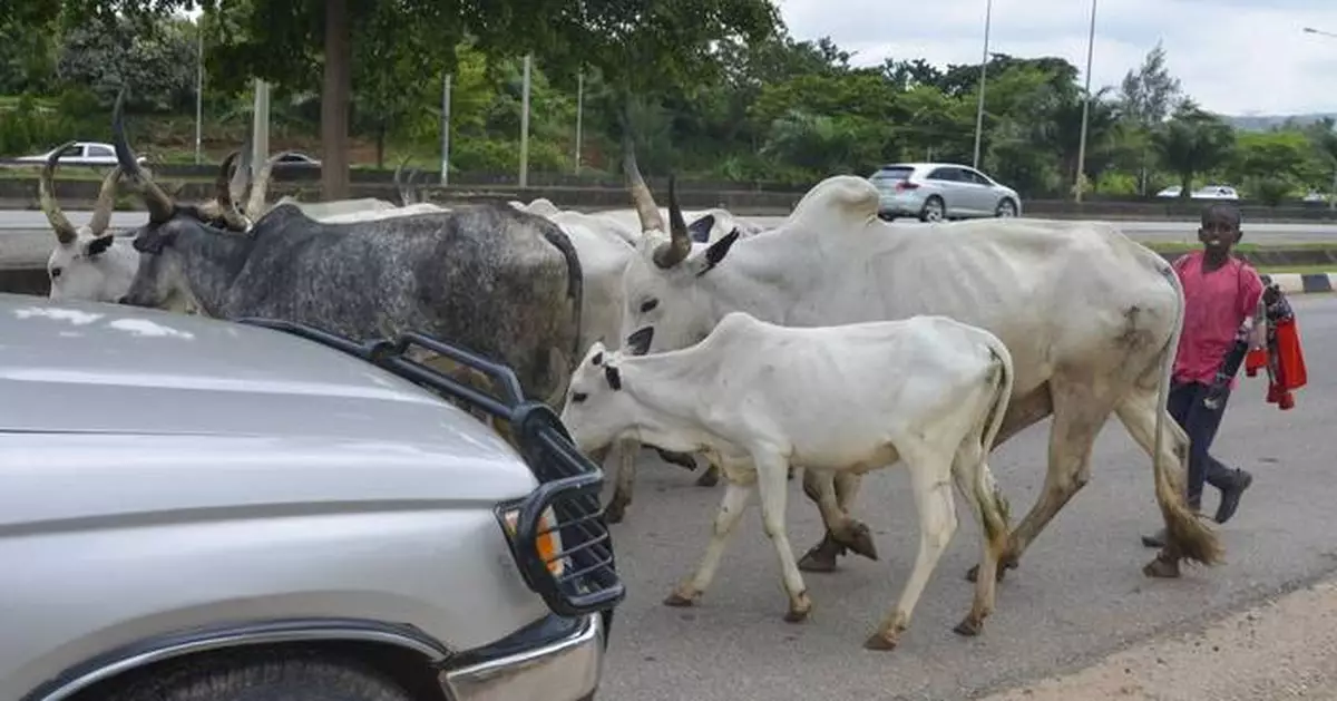 Cows obstruct Nigeria's capital as climate change and development leave herders with nowhere to go