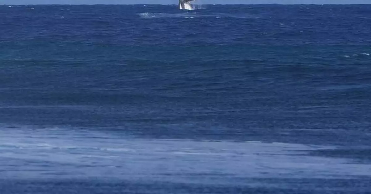 Whale breach seen during Paris Olympics surfing semifinal competition in Tahiti