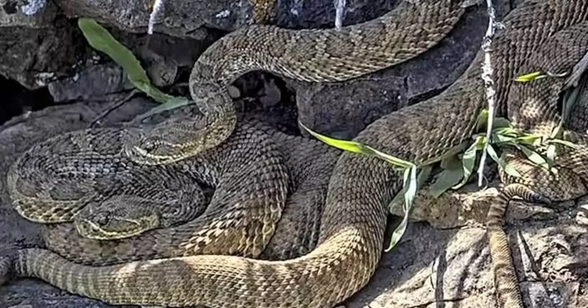 Newborn rattlesnakes at a Colorado 'mega den' are making their live debut