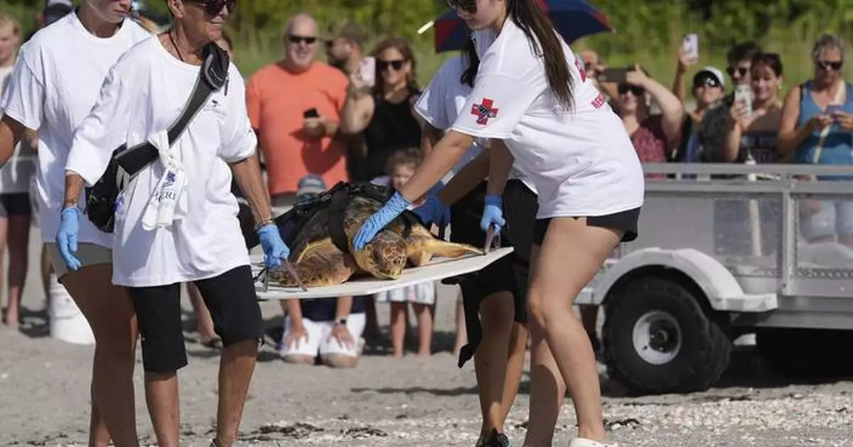 Subadult loggerhead sea turtle returns to Atlantic Ocean in Florida after rehabilitation