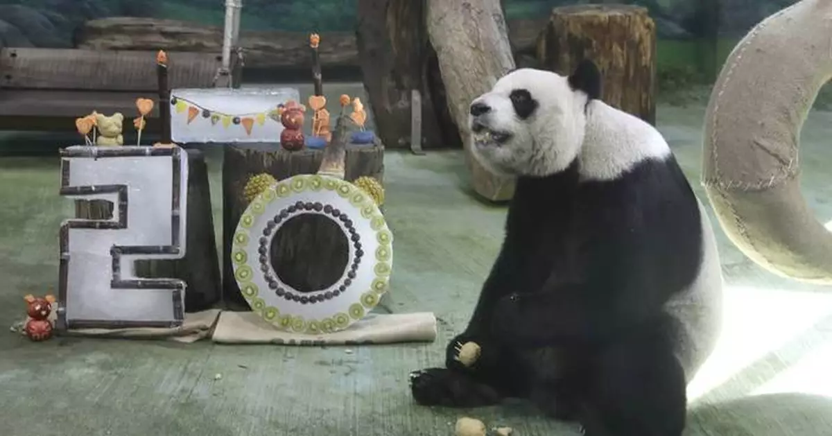 Taipei zoo's giant panda Yuanyuan celebrates her 20th birthday