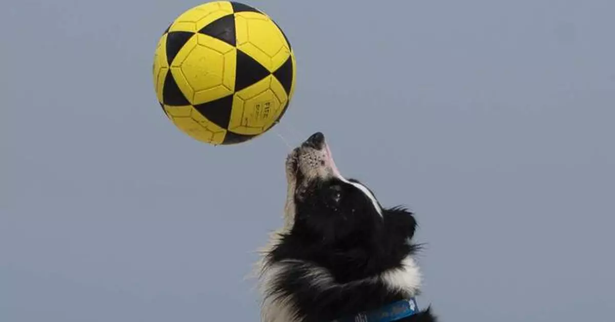 This Brazilian dog is a footvolley star. He teaches beachgoers how to play their own game