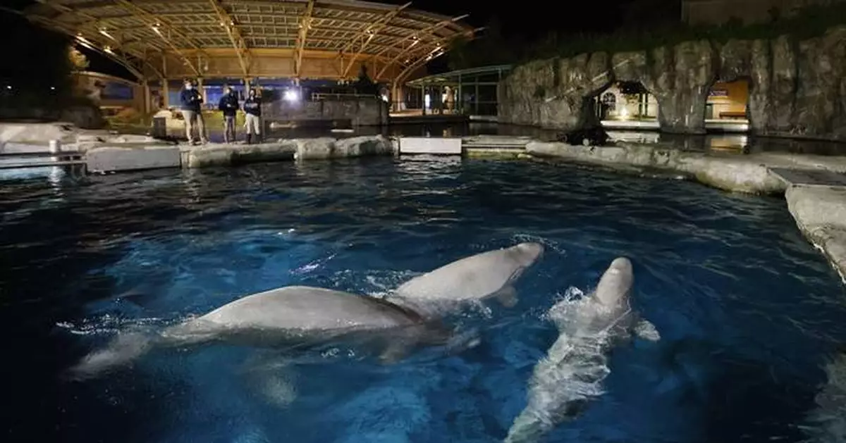 Connecticut aquarium pays over $12K to settle beluga care investigation