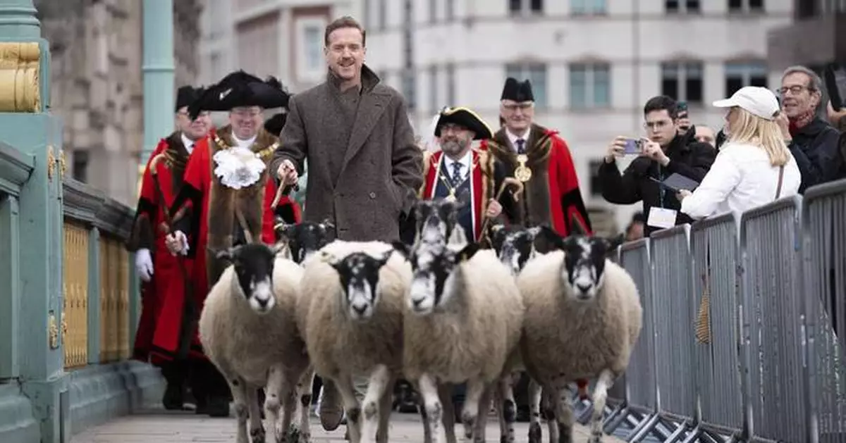 Damian Lewis herds sheep over a London bridge as part of a quirky tradition