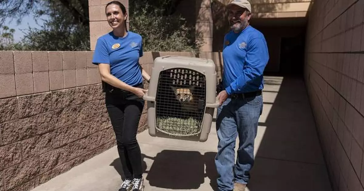 As fire raged nearby, a tiny town's zoo animals were driven to safety