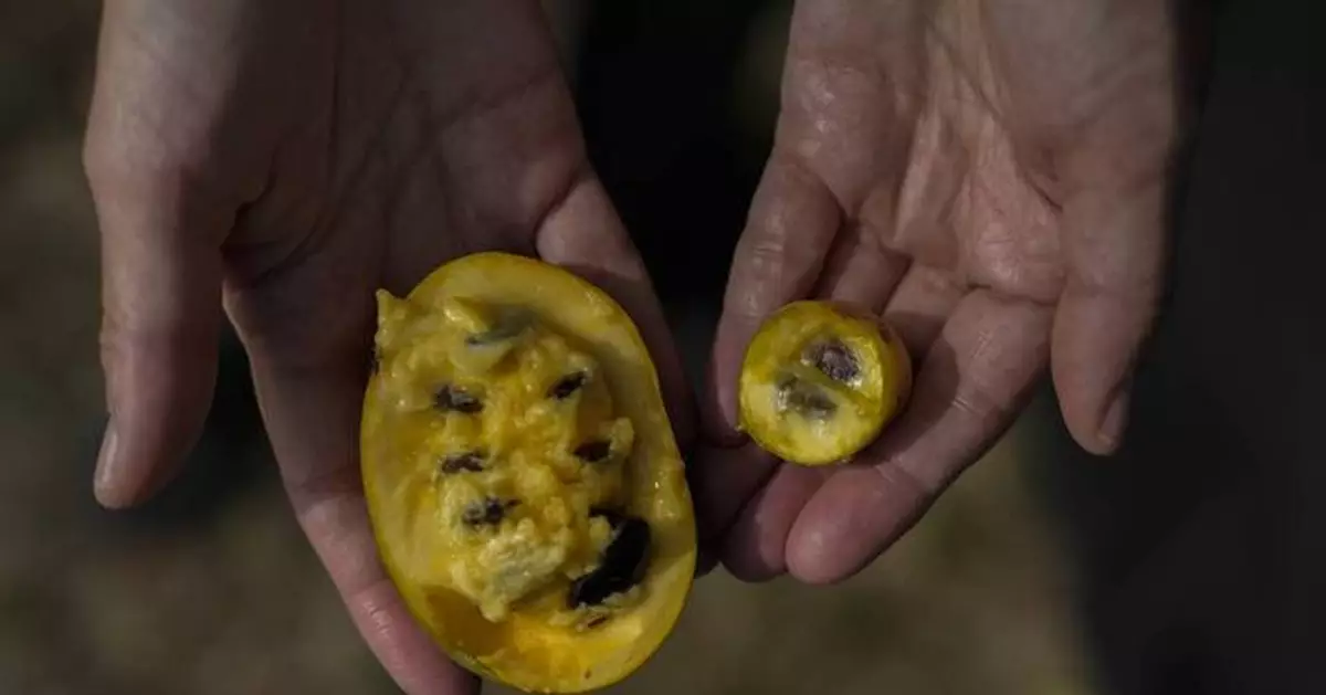 In Ohio, drought and shifting weather patterns affect North America's largest native fruit