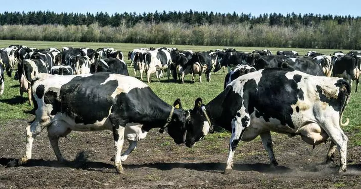 Denmark reports cases of bluetongue disease that can be fatal to sheep but is harmless to humans