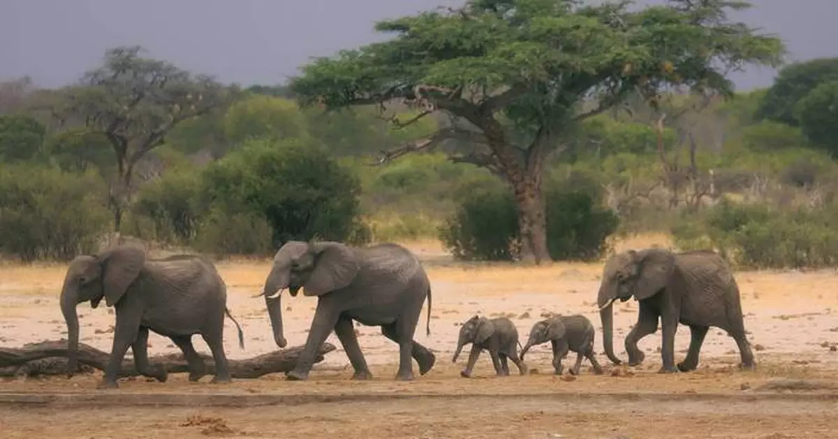 Zimbabwe and Namibia will kill scores of elephants to feed people facing drought