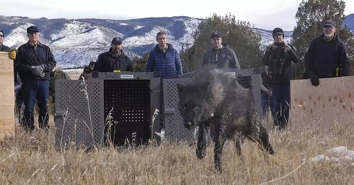 Wolf pack blamed in Colorado livestock attacks is captured and will be relocated