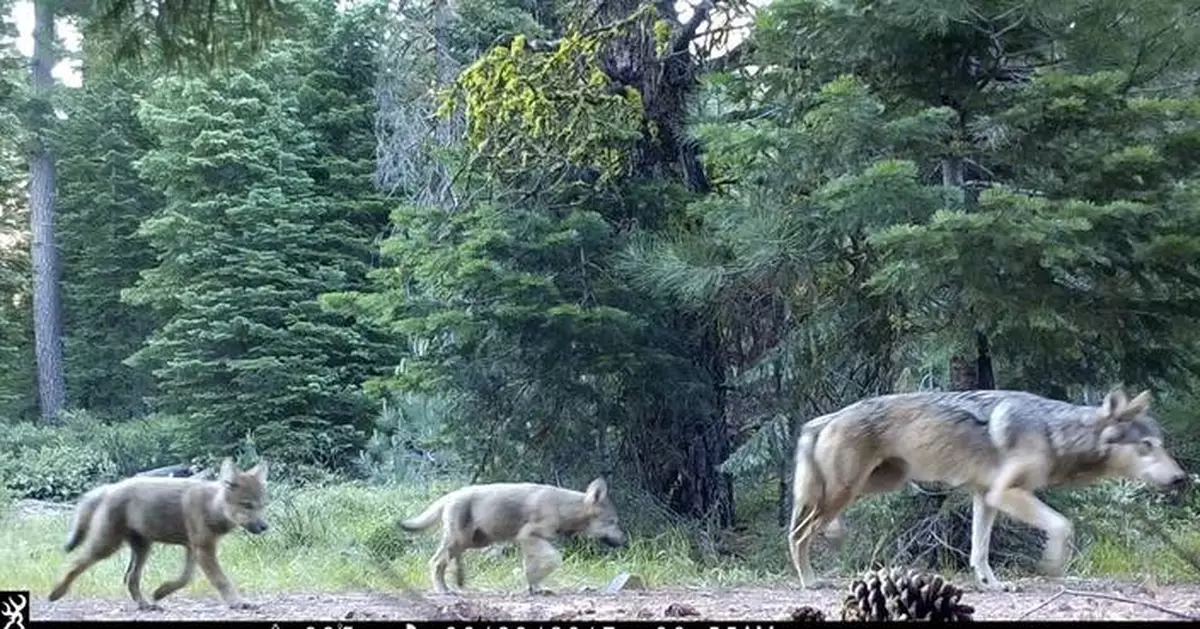 The Biden administration is taking steps to eliminate protections for gray wolves