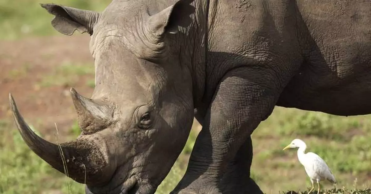 The number of rhinos is slightly up but poaching has increased too