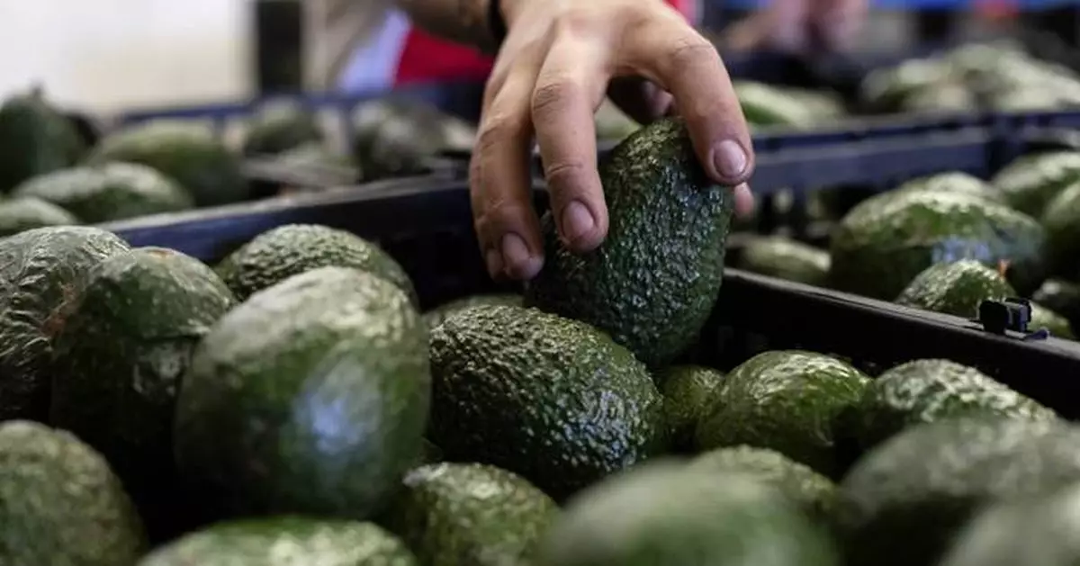 US to hand over pest inspections of Mexican avocados to Mexico and California growers aren't happy