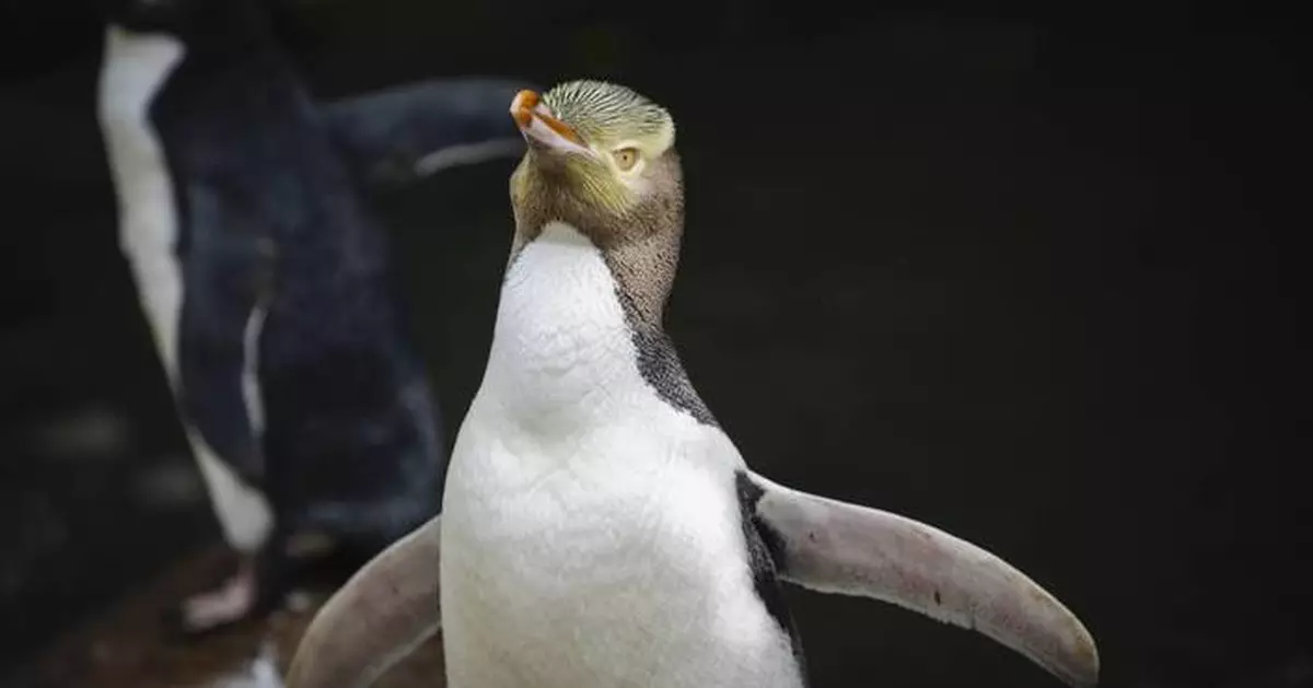 A smelly penguin wins New Zealand's hard-fought bird election