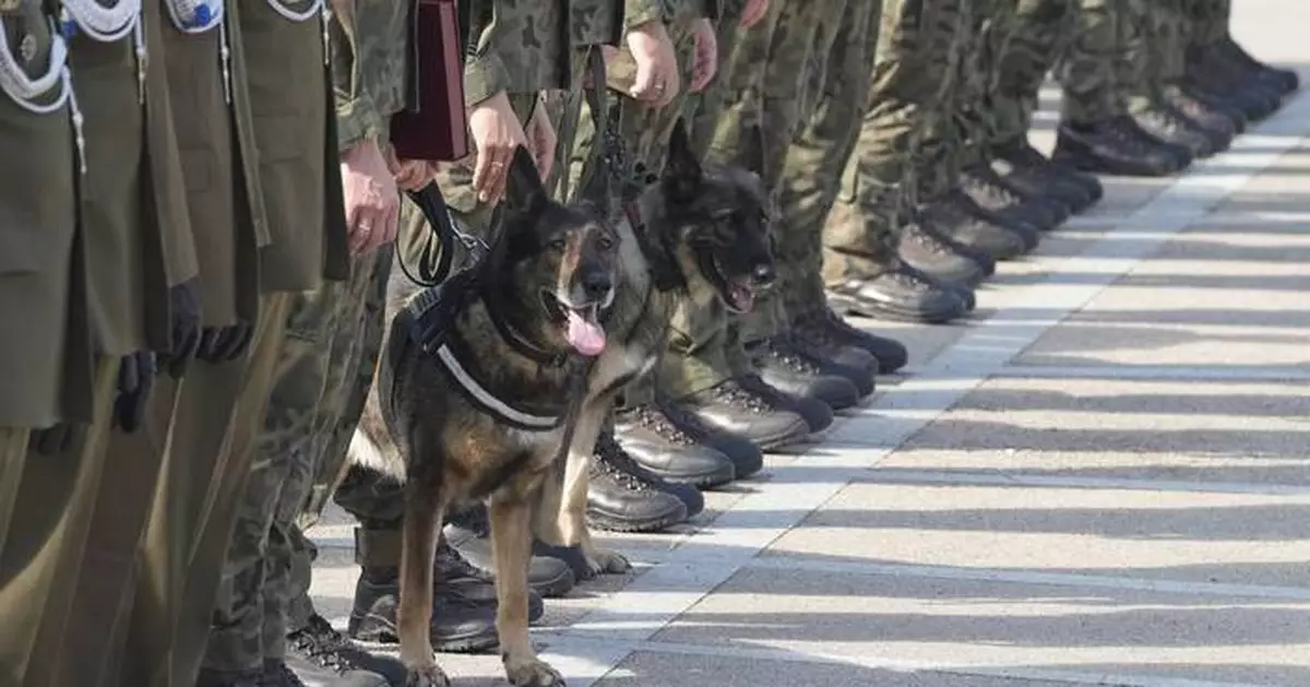 Poland thanks military dogs for their service by giving them army ranks