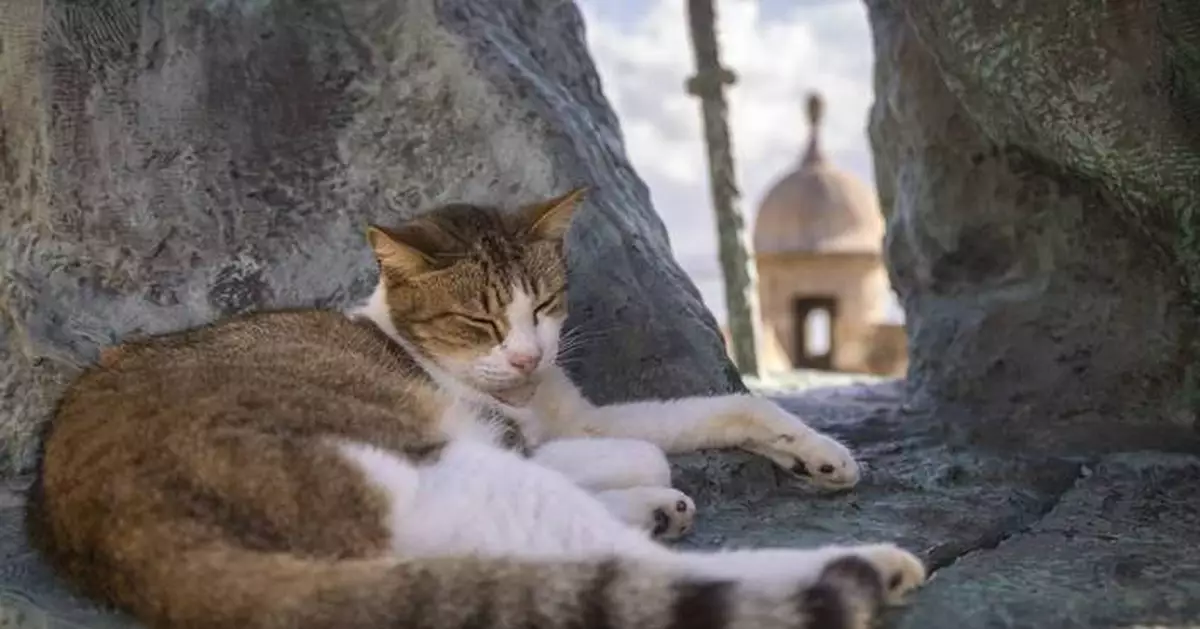 US halts plan to remove iconic stray cats from a historic area in Puerto Rico's capital