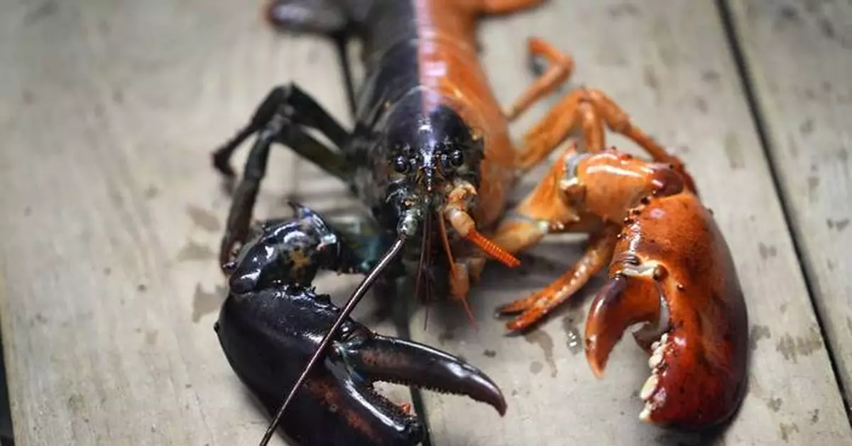 Just how rare is a rare-colored lobster? Scientists say answer could be under the shell