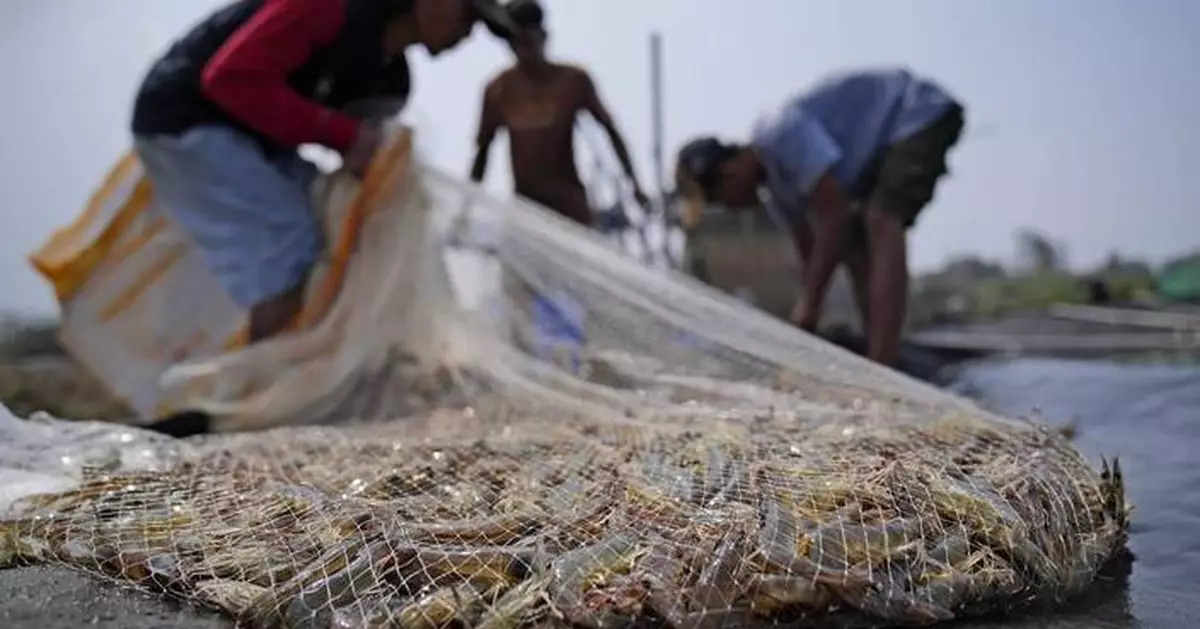 Takeaways from AP's report on how shrimp farmers are exploited as supermarkets push for low prices