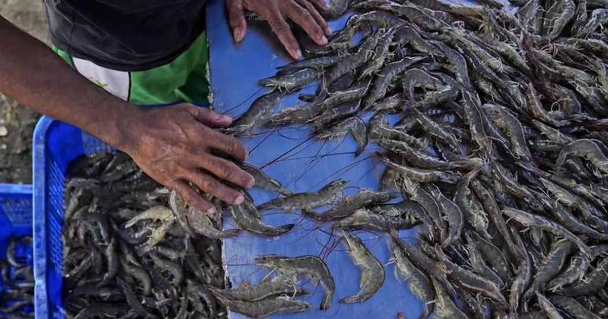 As big supermarkets pursue profits, new research shows growing exploitation of shrimp farmers