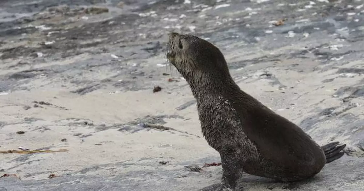 Scientists in South Africa say they have identified the first known outbreak of rabies in seals