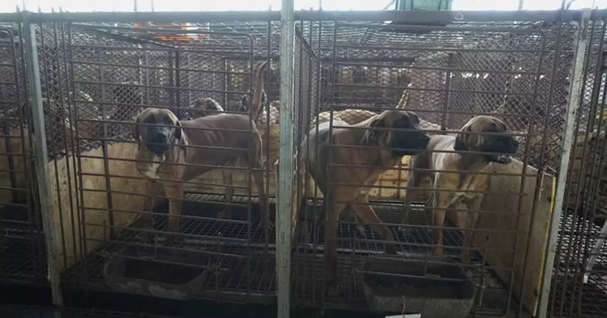 South Korea sets a compensation plan for dog meat farmers before the 2027 ban