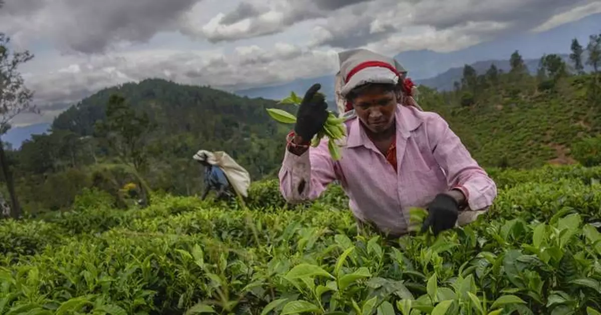 Sri Lanka's plantation workers live on the margins. But politicians still want their votes