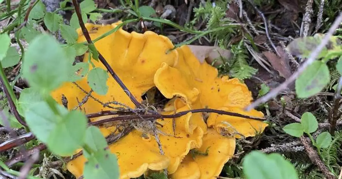 Mushrooms foraged in Sweden could help research Chernobyl fallout