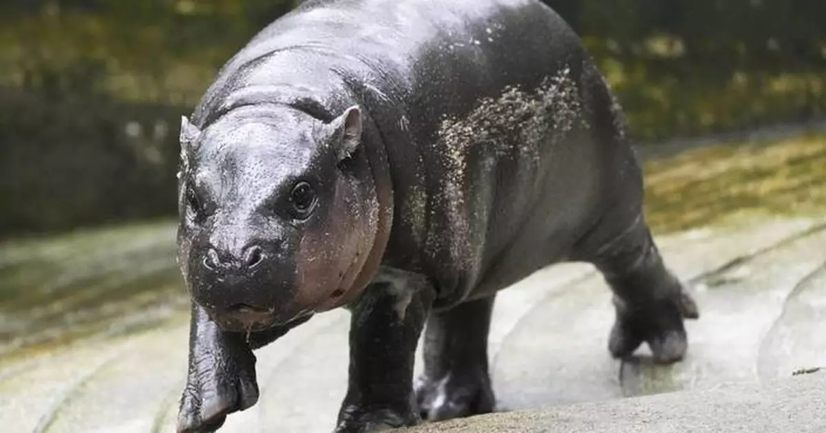 Thailand's adorable pygmy hippo Moo Deng has the kind of face that launches a thousand memes