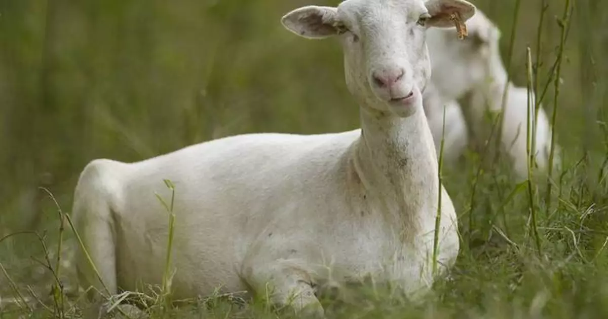 Cities are using sheep to graze in urban landscapes and people love it