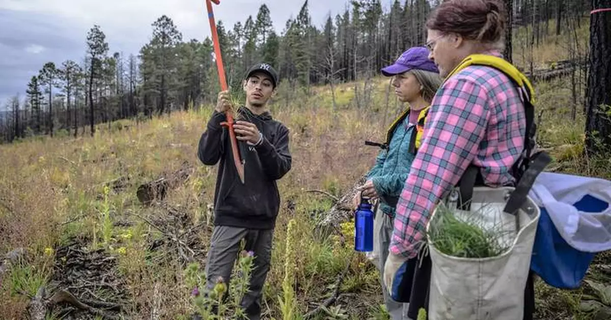 Volunteers help seedlings take root as New Mexico attempts to recover from historic wildfire