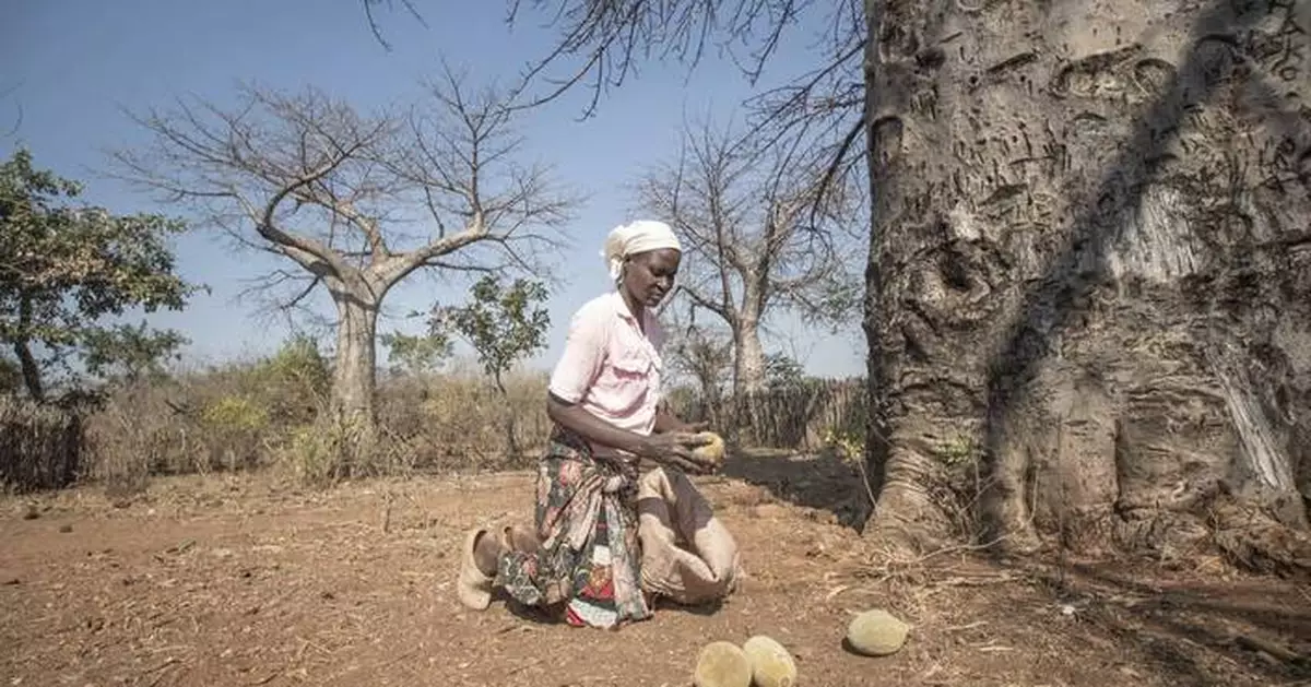 An ancient African tree is providing a new 'superfood' but local harvesters are barely surviving