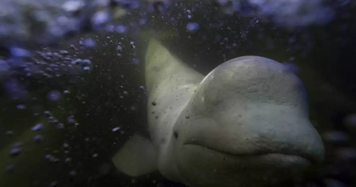 Offering a dose of healing, curious beluga whales frolic in a warming Hudson Bay