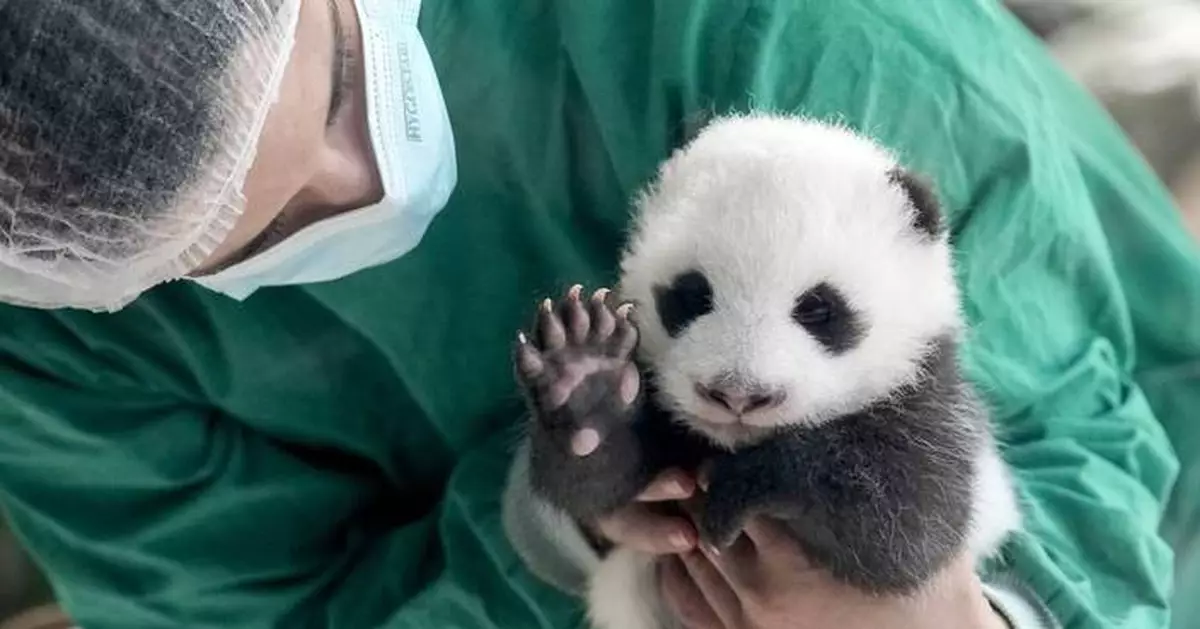 PHOTO COLLECTION: Germany Giant Pandas