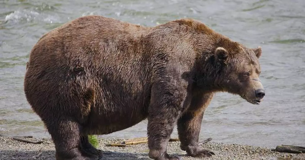 Online voting in Alaska's Fat Bear Week contest starts after an attack killed 1 contestant