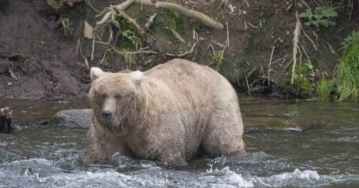 Grazer beats the behemoth that killed her cub to win Alaska's Fat Bear Contest