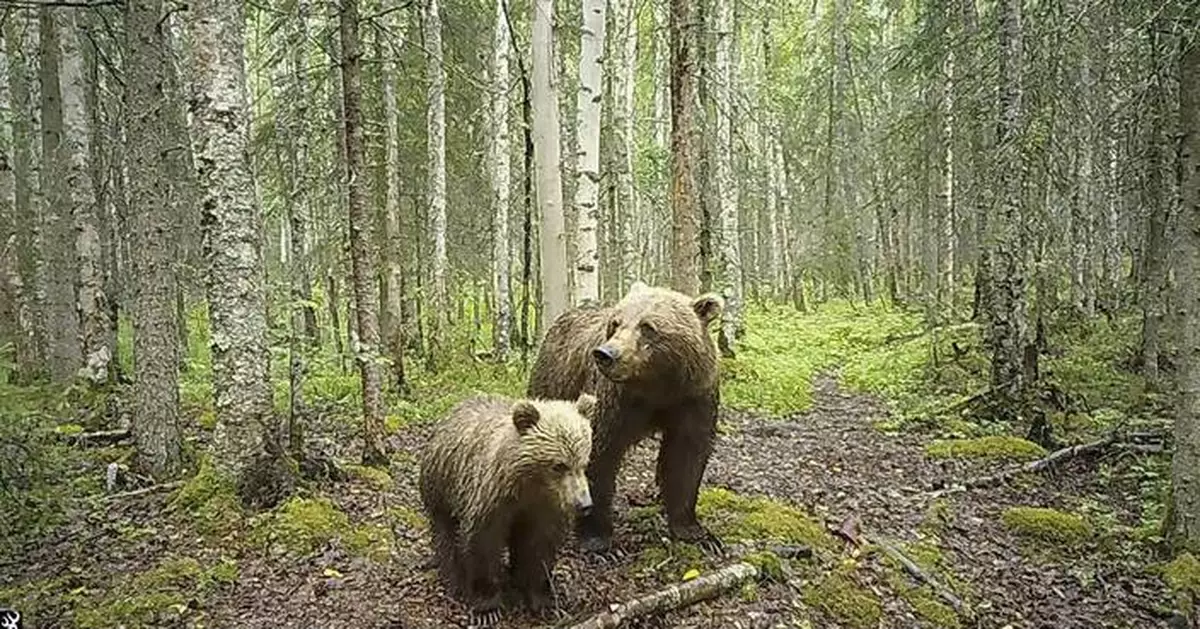 It's not just Fat Bear Week in Alaska. Trail cameras are also capturing wolves, moose and more