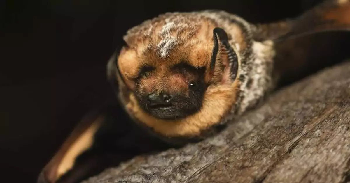 It's almost Halloween. That means it's time for a bat beauty contest