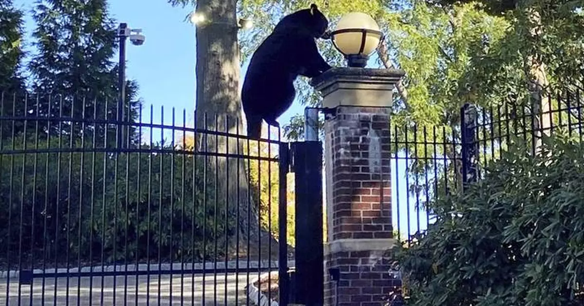 Witnesses can bear-ly believe the surprise visitor at Connecticut governor's estate