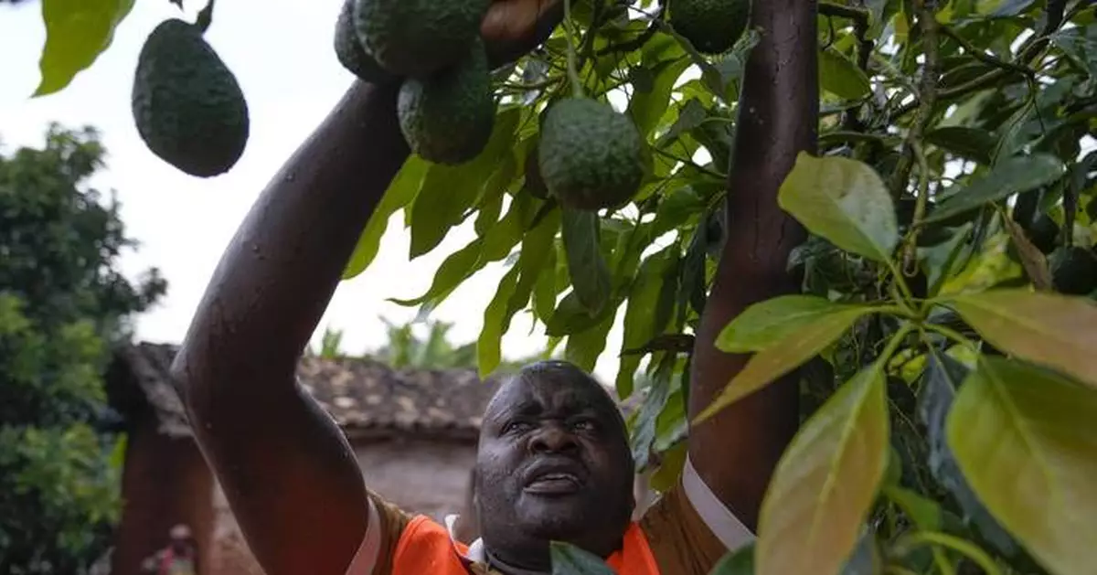 How farmers in Burundi banded together to get fair prices for avocados