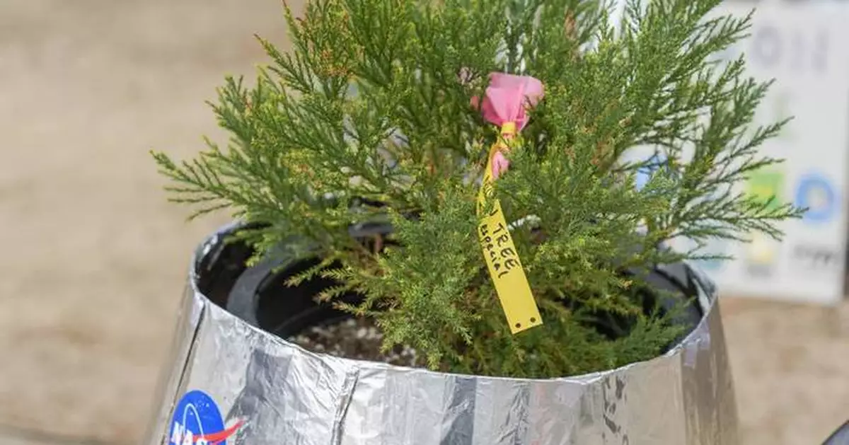 A Southern California school plants a 'Moon Tree' grown with seeds flown in space