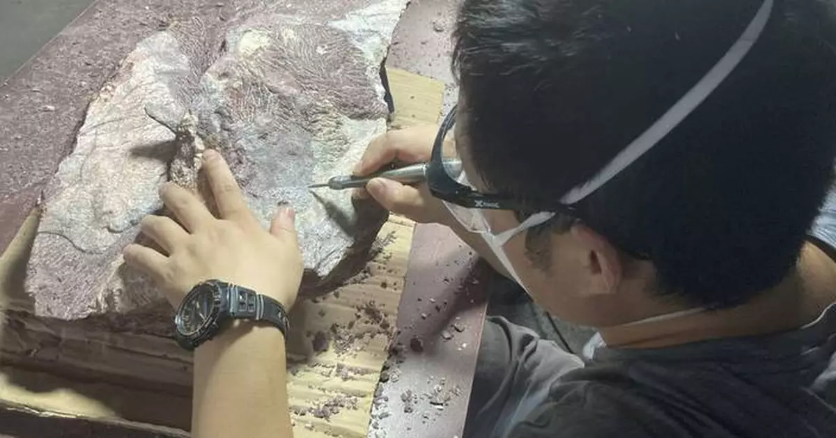 Hong Kong discovers dinosaur fossils for the first time