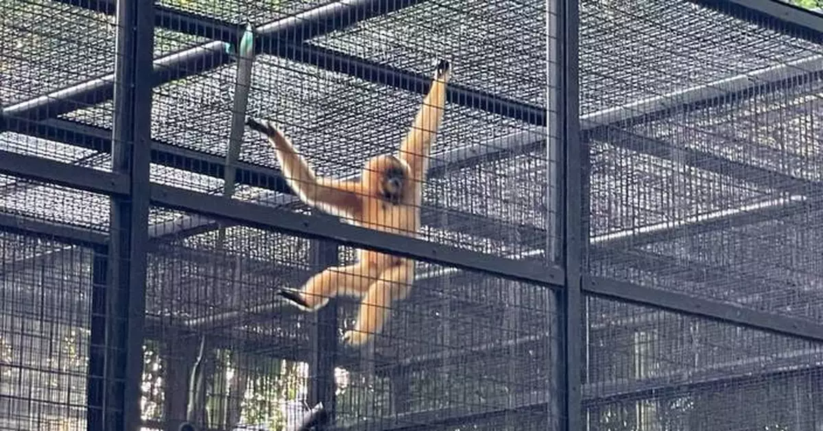 9 monkeys who died in Hong Kong's zoo in 2 days had been infected with melioidosis, officials say