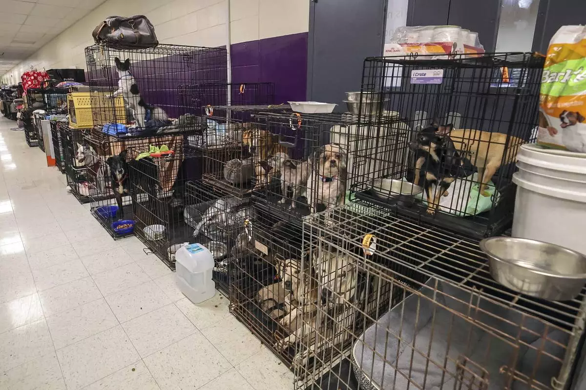 A few of the 283 registered animals, birds and reptiles line a hallway in the evacuation shelter at River Ridge Middle/High School in preparation for Hurricane Milton, Wednesday, Oct. 9, 2024, in New Port Richey, Fla. (AP Photo/Mike Carlson)