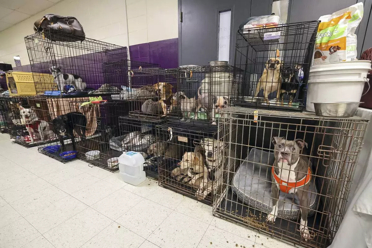 A few of the 283 registered animals, birds and reptiles line a hallway in the evacuation shelter at River Ridge Middle/High School in preparation for Hurricane Milton, Wednesday, Oct. 9, 2024, in New Port Richey, Fla. (AP Photo/Mike Carlson)