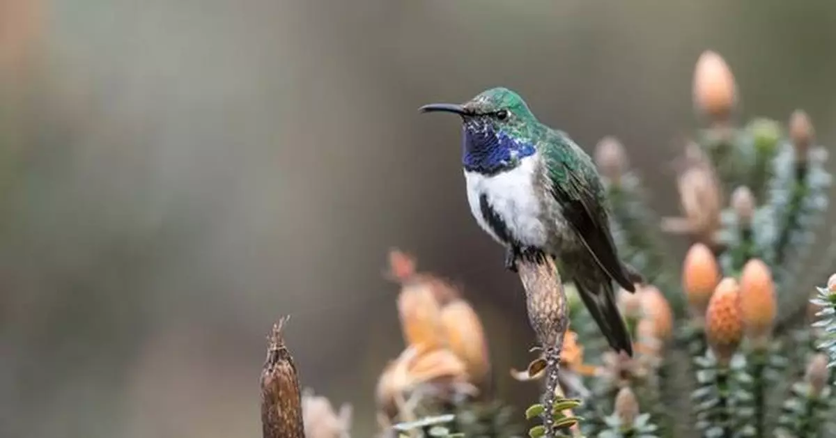 Indianapolis Zoo Awards $1 Million to Save Critically Endangered Blue-Throated Hillstar