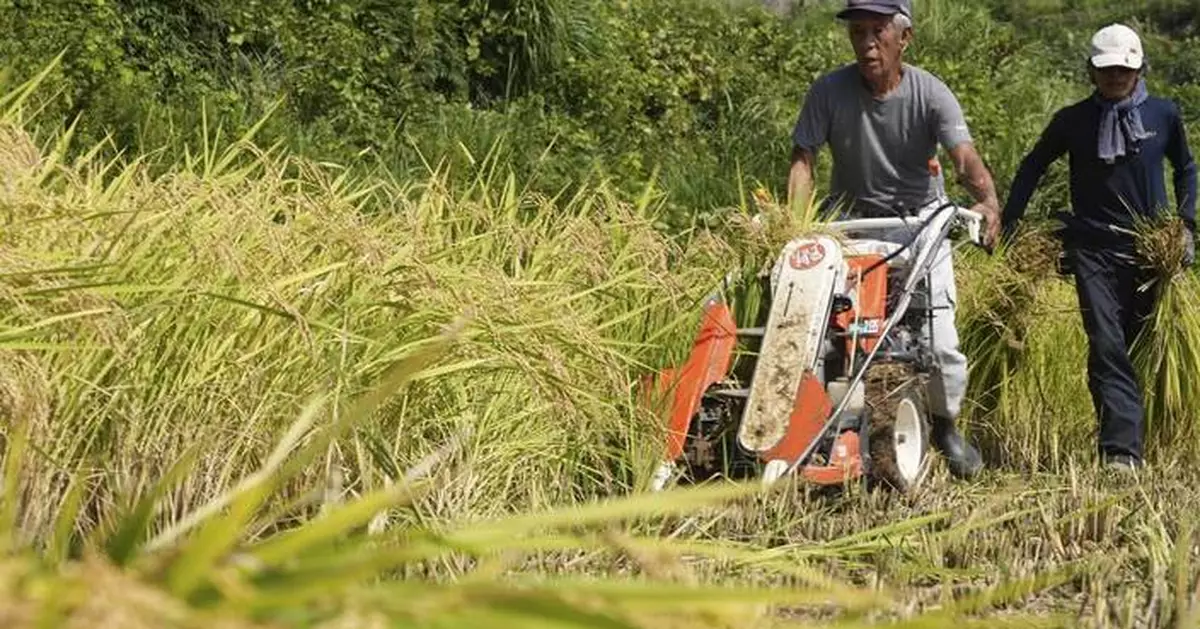 Aging farmers face extreme temperatures as they struggle to maintain Japan's rice crop