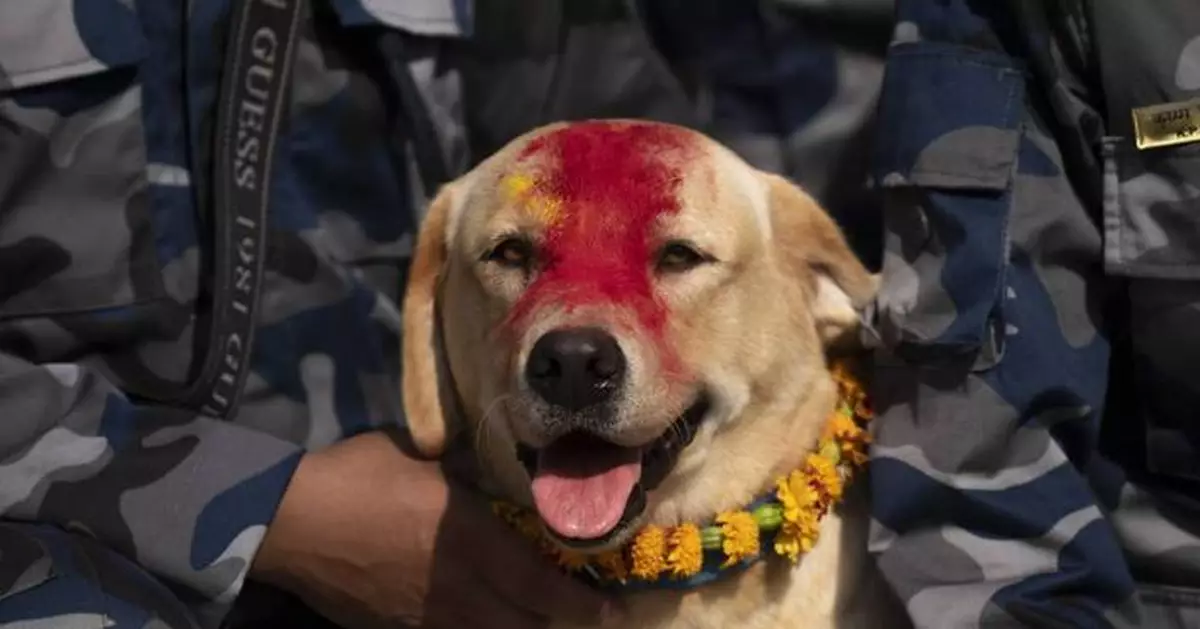 AP Photos: Garlands and treats for beloved dogs in Nepal’s annual Kukur Puja festival